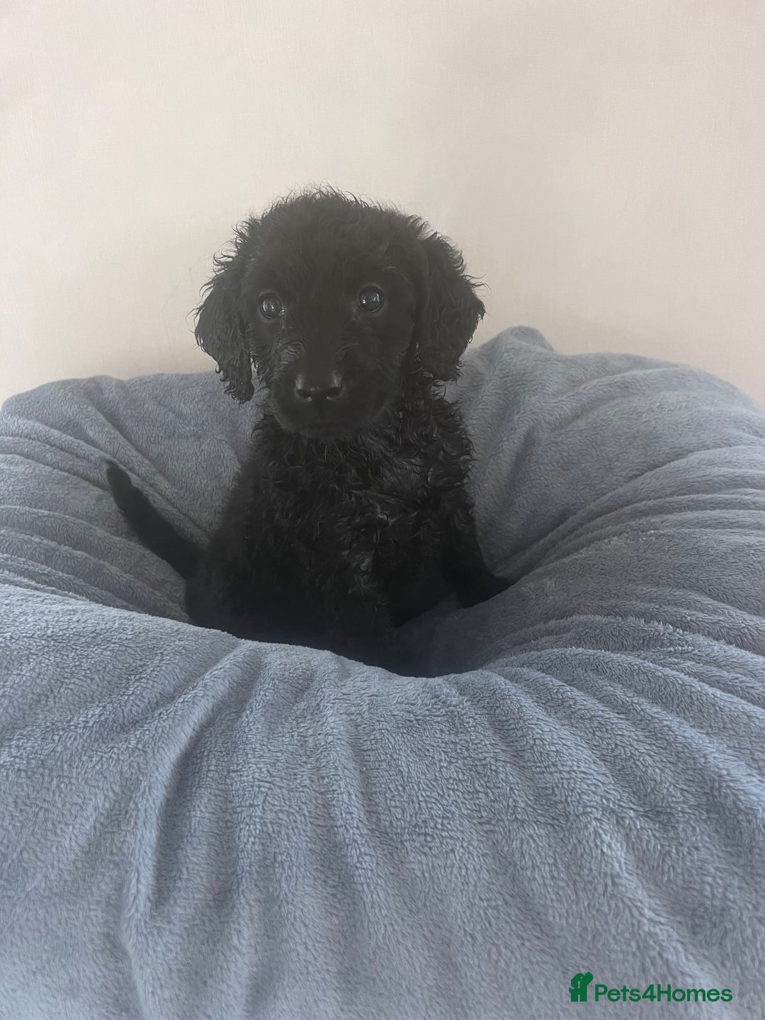 Labradoodle dogs for sale: Miniasture f1 merel labradoodle - Image 2