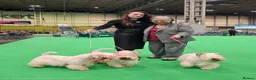 Sealyham Terrier dogs for sale: Male Sealyham Terrier  - Advert 15