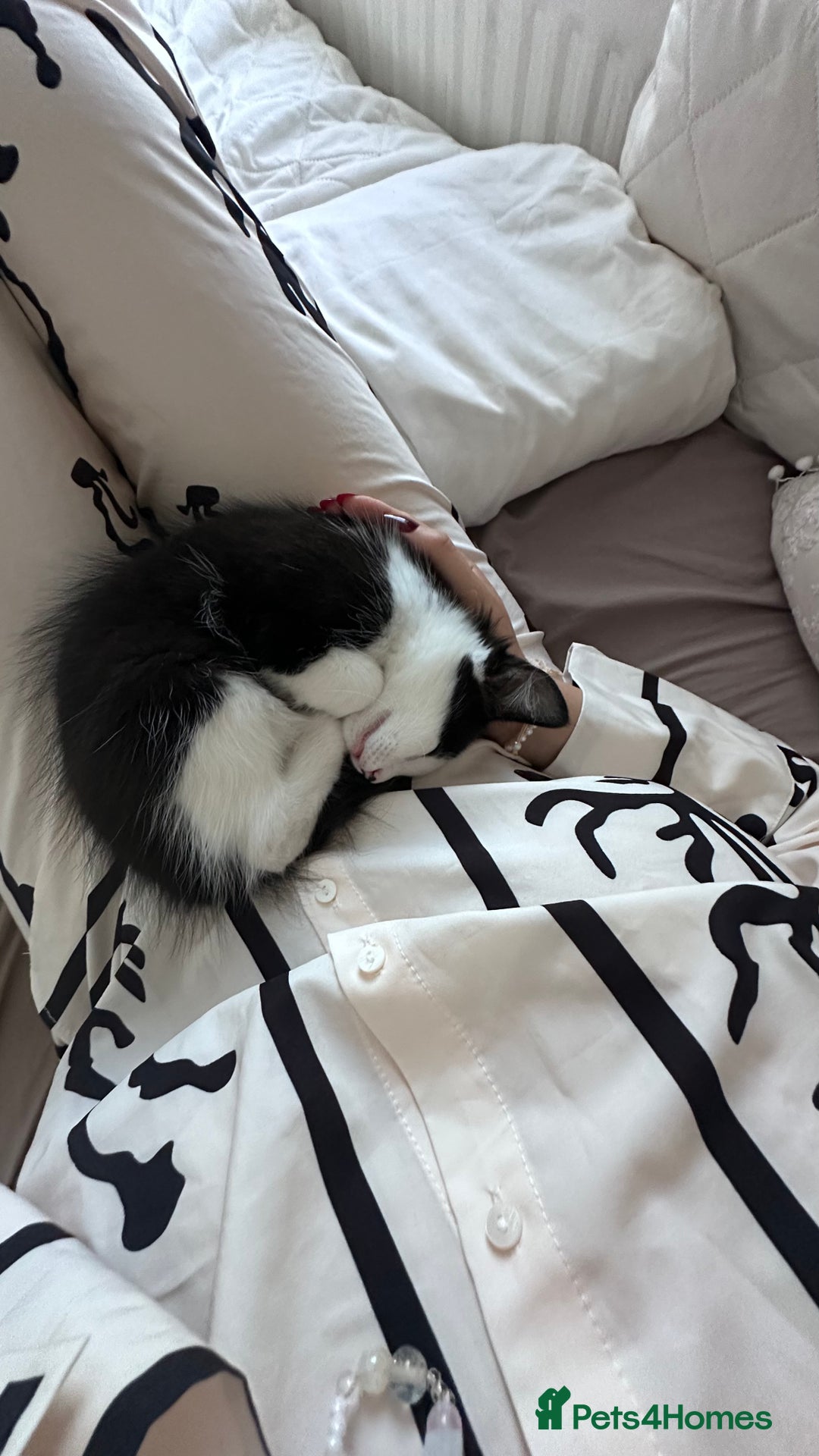 British Longhair cats for sale: Ragdoll x British Long Hair  - Image 15