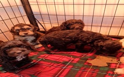Cockapoo dogs for sale: F1 Chocolate Choc/Tan and Gold Cockapoo Puppies - Image 10