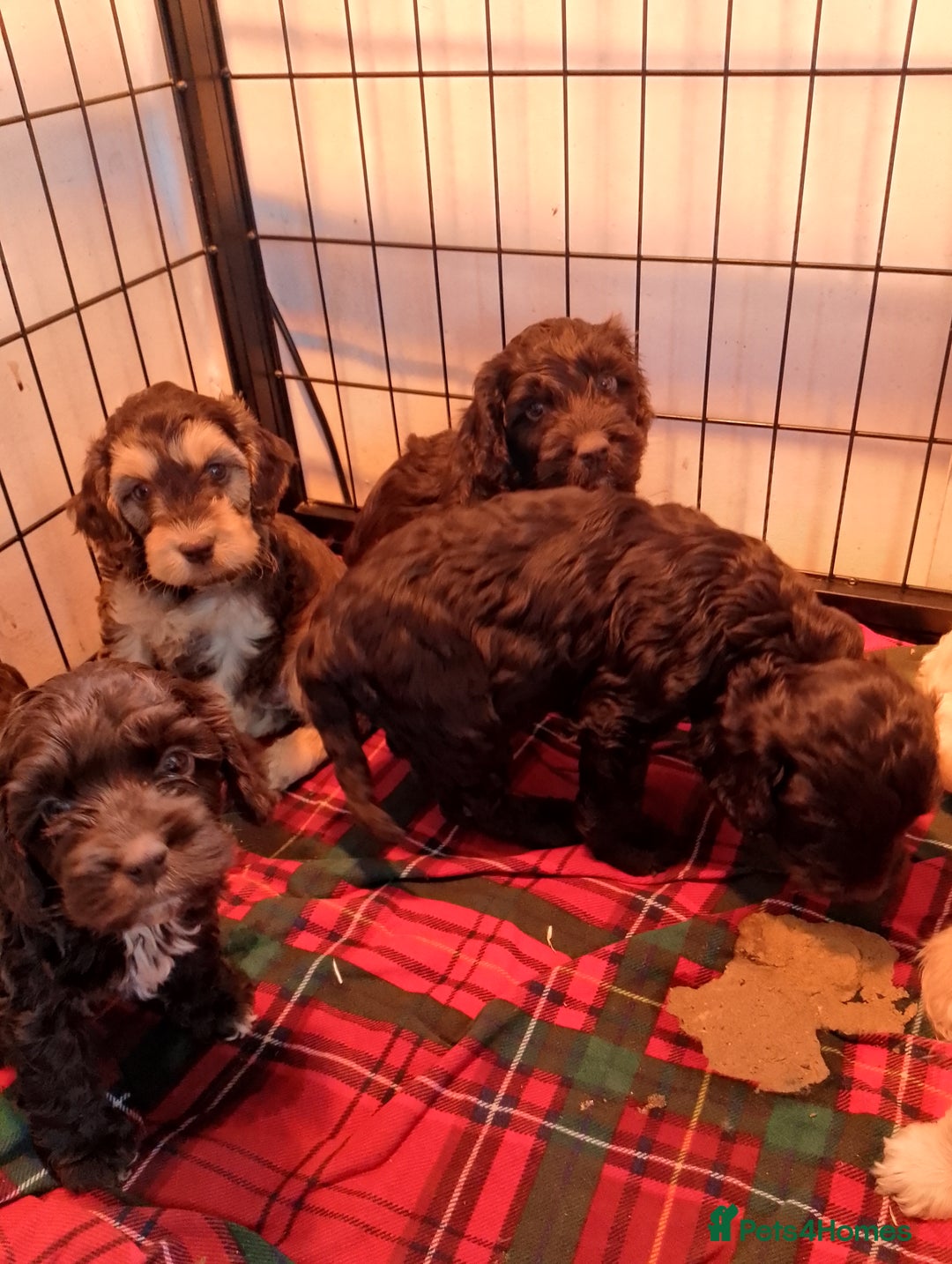 Cockapoo dogs for sale: F1 Chocolate Choc/Tan and Gold Cockapoo Puppies - Image 10