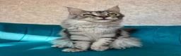 Maine Coon cats for sale: TICA Pedigree Registered Maine Coon Kittens - Advert 13
