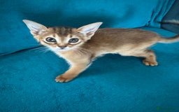 Abyssinian cats for sale: Last Pedigree abbysinian girl left! - Image 20