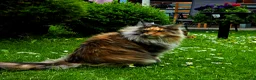 Maine Coon cats for sale: Female Maine Coon Registered FIFe - Advert 3