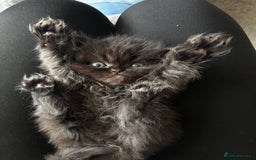 Persian cats for sale: Persian Kittens - Image 9