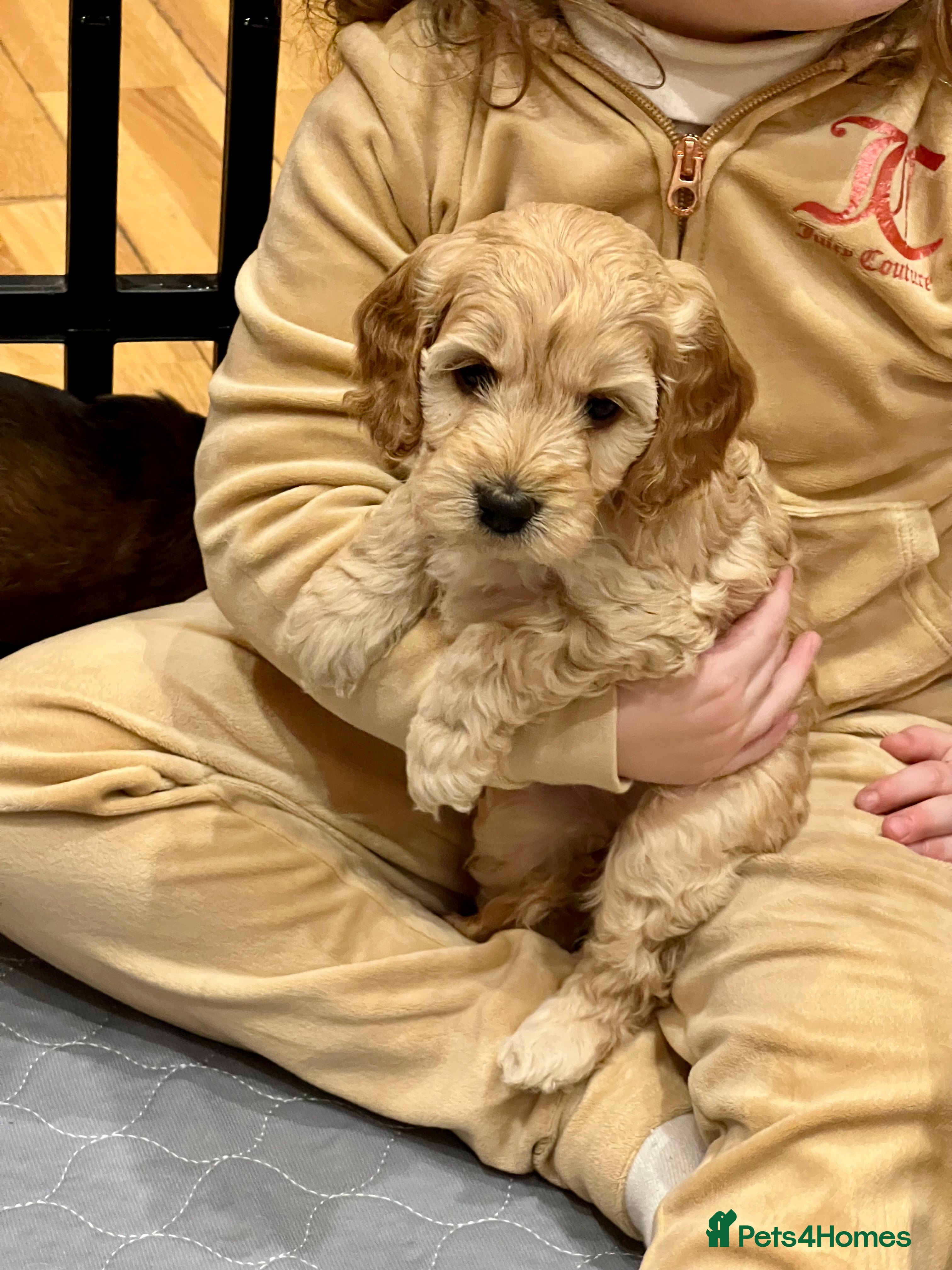 Cockapoo dogs ✨Fabulous Toy Cockapoo Puppies Kc Reg Parents - Advert 16