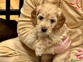 Cockapoo dogs ♥️Beautiful Toy Cockapoo Puppies Kc Reg Parents - Advert 18