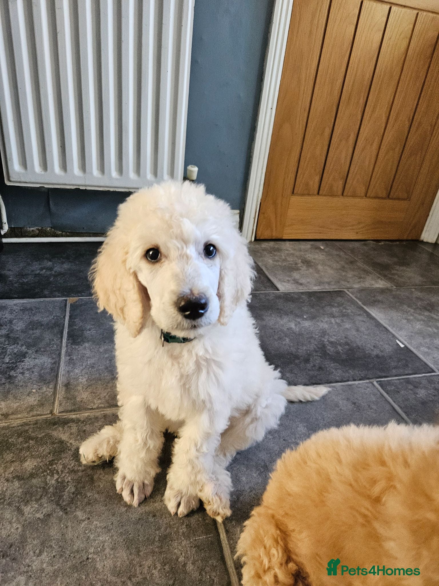 Standard Poodle dogs 💙Ready Now💙KC Registered Standard Poodle Boys 💙 - Advert 2