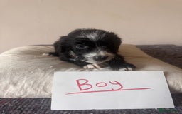 Bordoodle dogs for sale: Borderpoo - Image 7