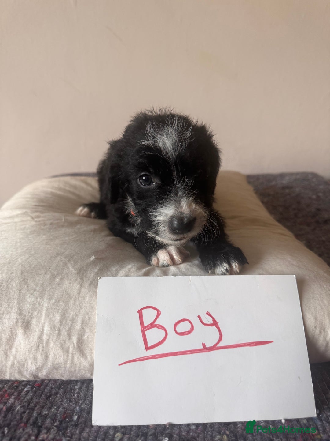 Bordoodle dogs for sale: Borderpoo - Image 7