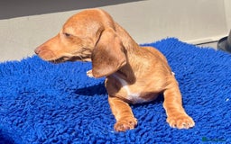 Miniature Dachshund dogs for sale: FULLY VAX KC MINI PRA CLEAR READY NOW  - Image 12