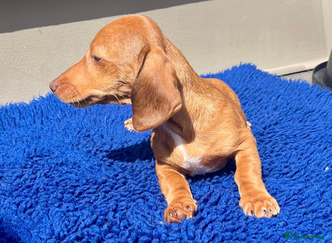 Miniature Dachshund dogs for sale: FULLY VAX KC MINI PRA CLEAR READY NOW  - Image 12