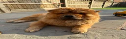 Chow Chow dogs for sale: DWKC registered chow chows  - Advert 2