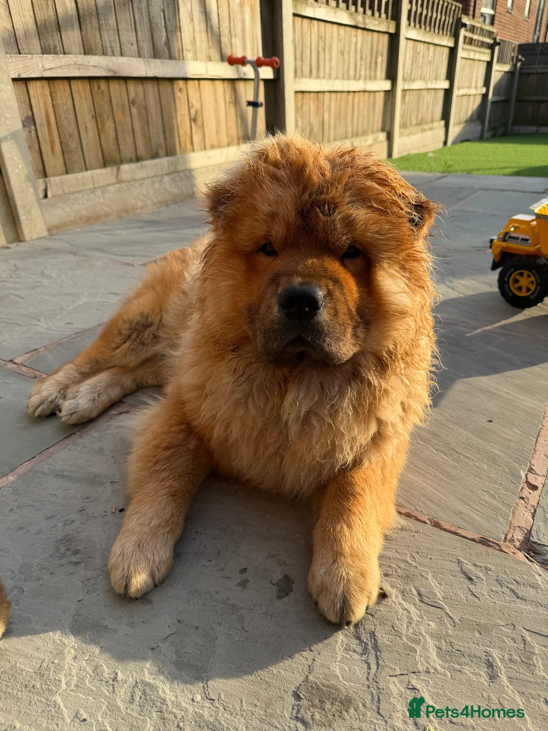 Chow Chow dogs for sale: DWKC registered chow chows  - Advert 2