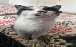 Scottish Fold cats for sale: Scottish straight cat - Image 5