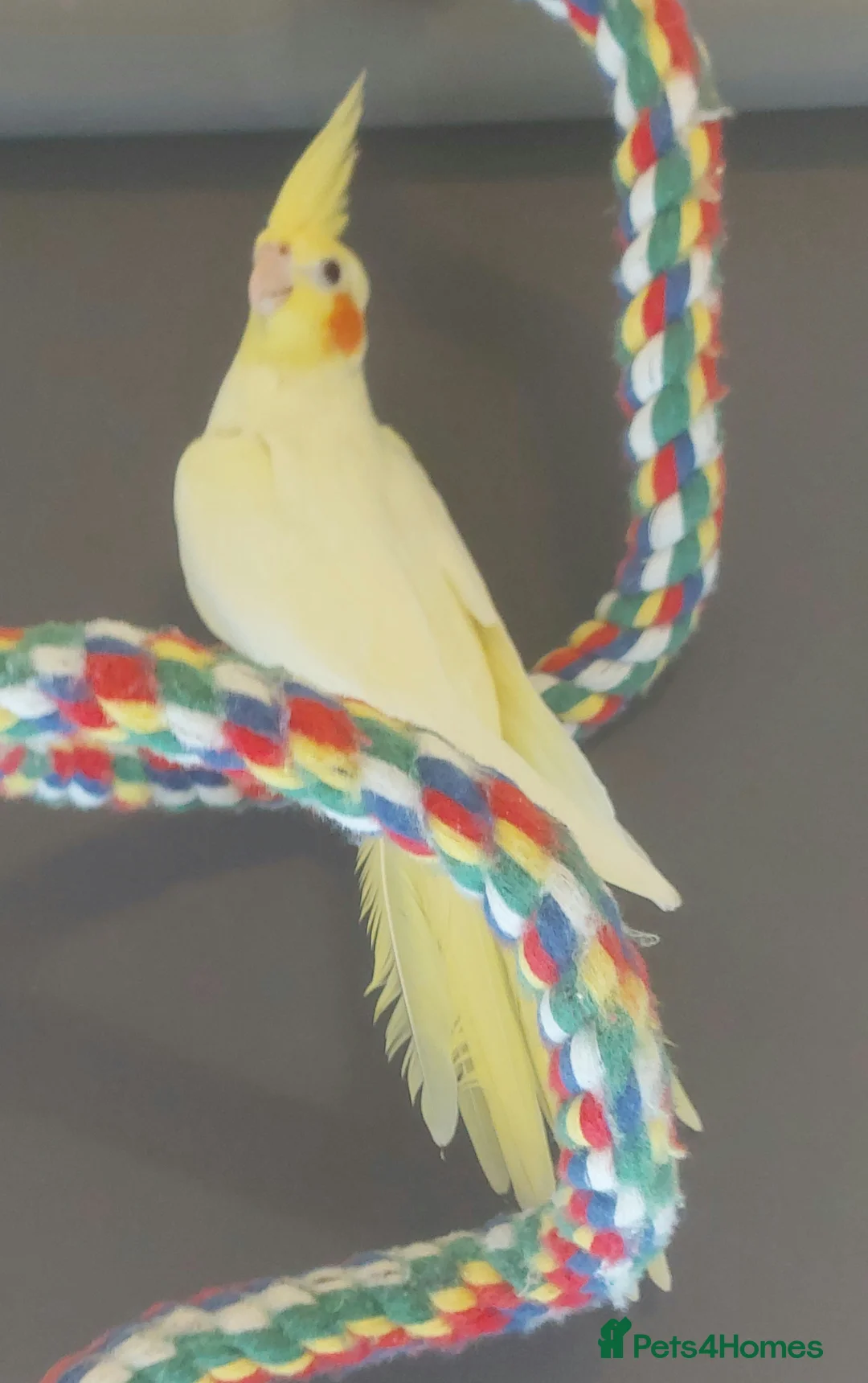 Cockatiels birds for sale: Female Cockatial in Rowley Regis - Advert 2