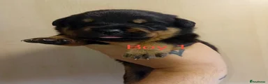 Rottweiler 1