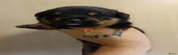 Rottweiler dogs for sale: Rottweiler puppies - Advert 4