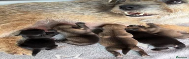 Border Terrier 1