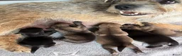 Border Terrier dogs for sale: Top Quality Border Terrier Pups from championline  in Whitchurch - Advert 5