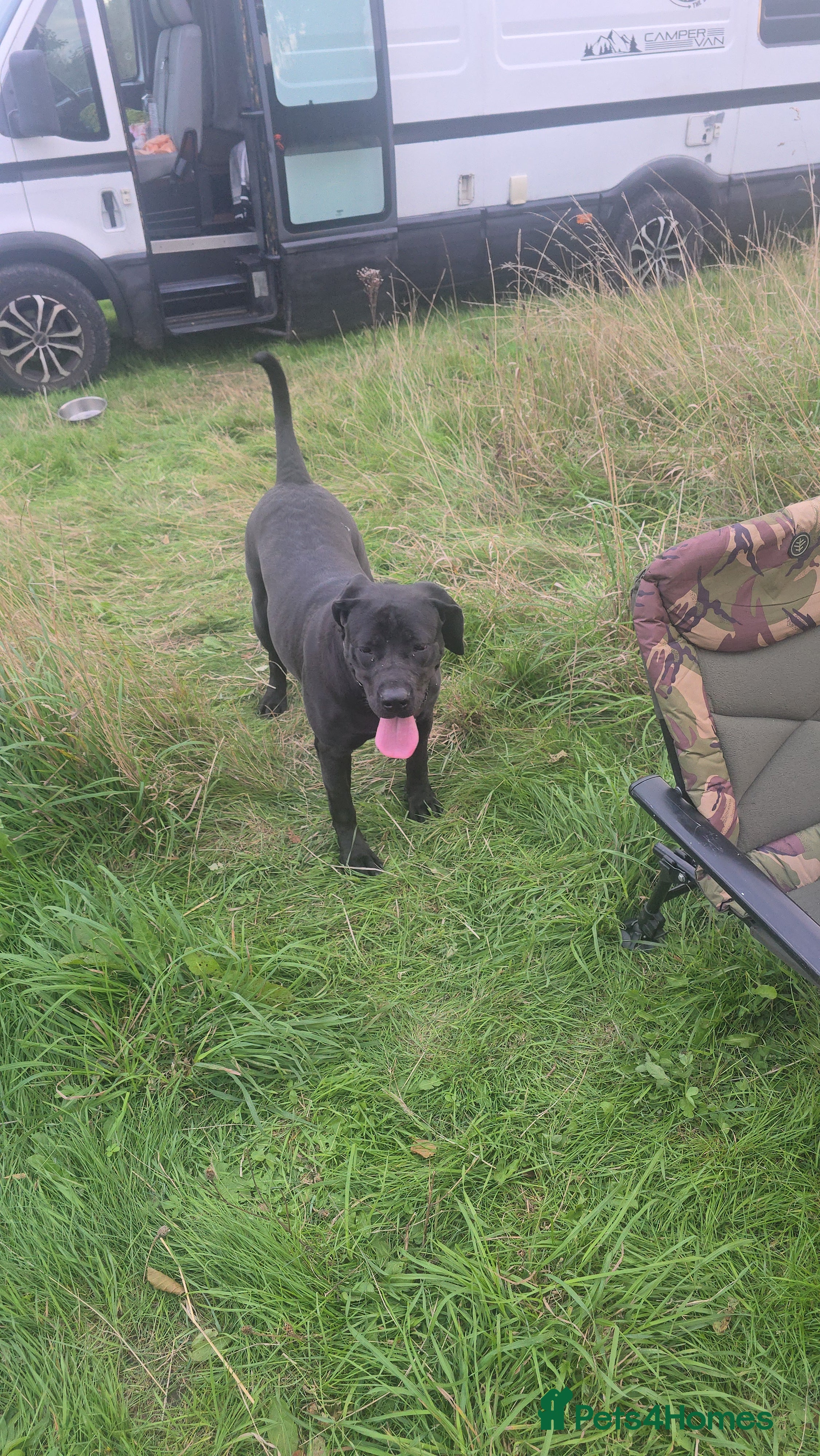 Mixed Breed dogs for sale: Cane corso x presa canario - Advert 2