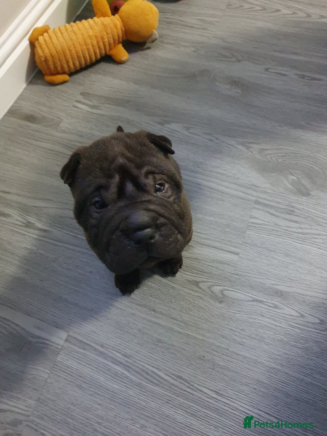 Shar Pei dogs for sale: Stunning KC Registered Shar Pei puppies - Advert 17