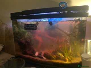 Bettas fish - Advert 3