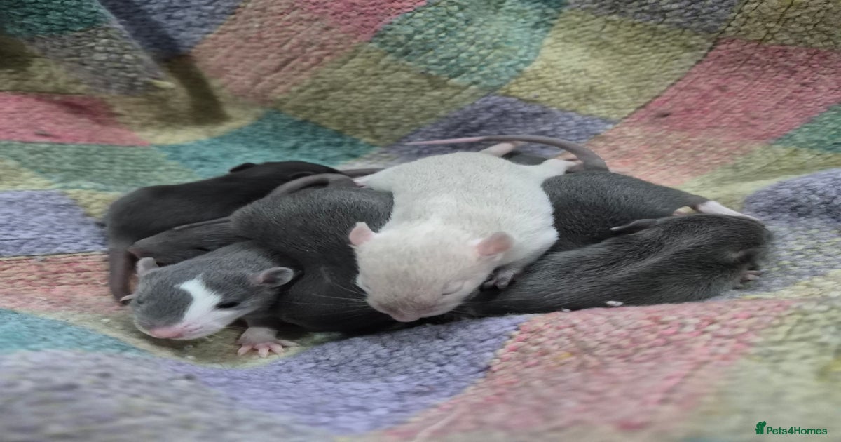Healthy Tame Baby Rats for sale in Salford | Pets4Homes