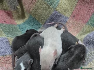 Rat rodents Healthy Tame Baby Rats - Advert 1