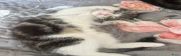 Mixed Breed cats for sale: Stunning Kittens looking for their forever homes - Advert 4
