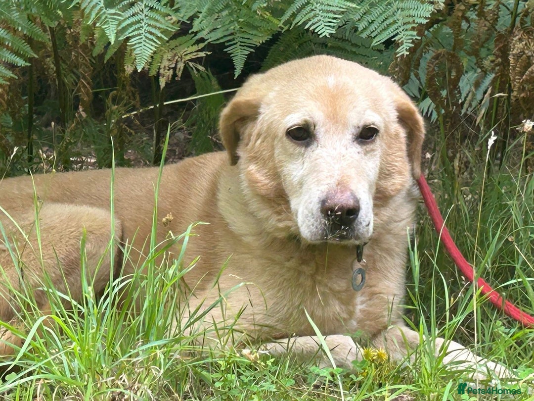 Labrador Retriever dogs for adoption: Rupert - Norwich Norfolk  - Image 3