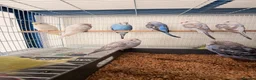 Budgerigars birds for sale: Budgies for sale  - Advert 1