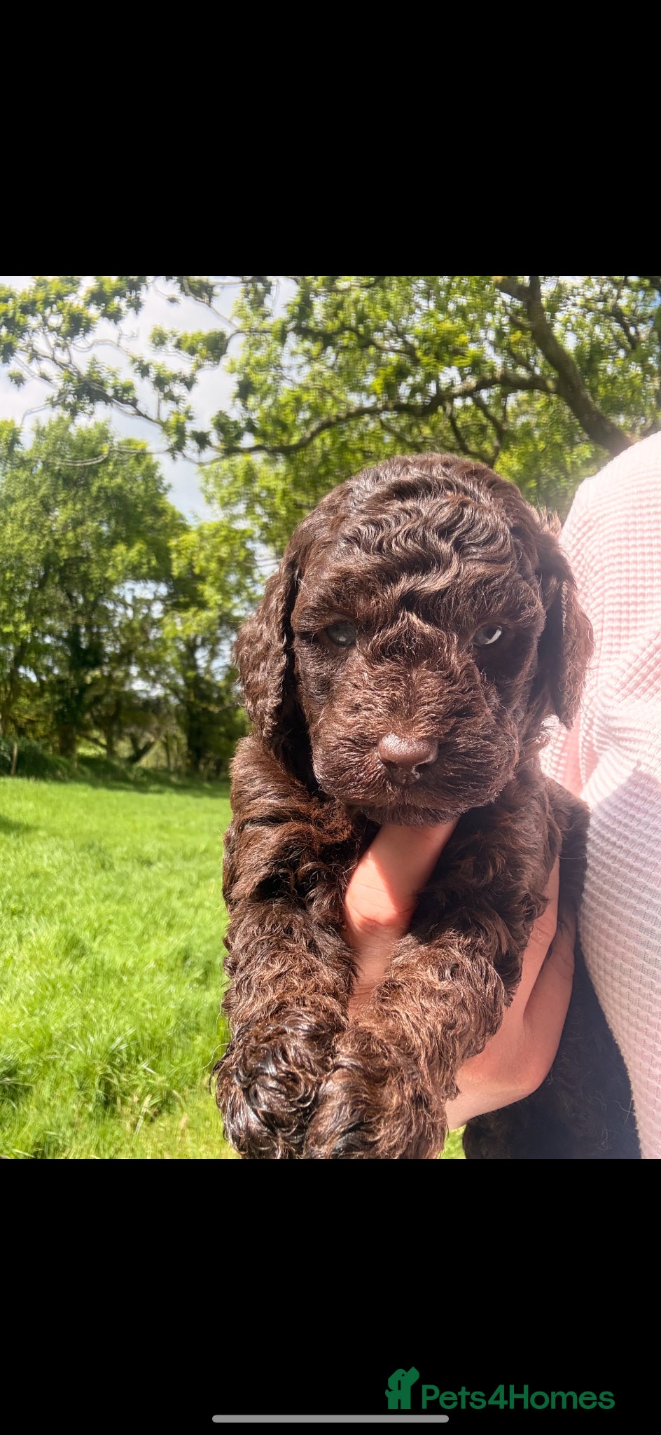 Labradoodle dogs 🐶Miniature labradoodle puppies 🐶  - Advert 2