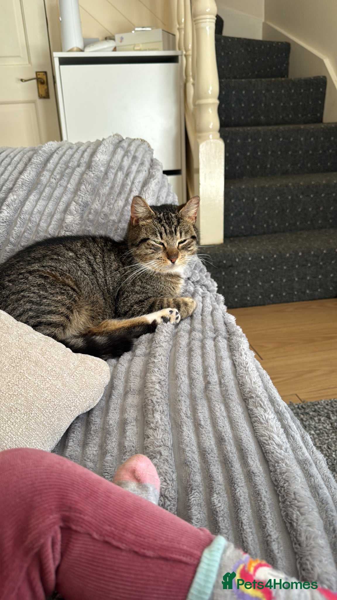 British Shorthair cats 2 kittens and 1 mother for sale - Advert 1