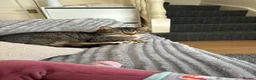 British Shorthair cats for sale: 2 kittens and 1 mother for sale - Advert 1