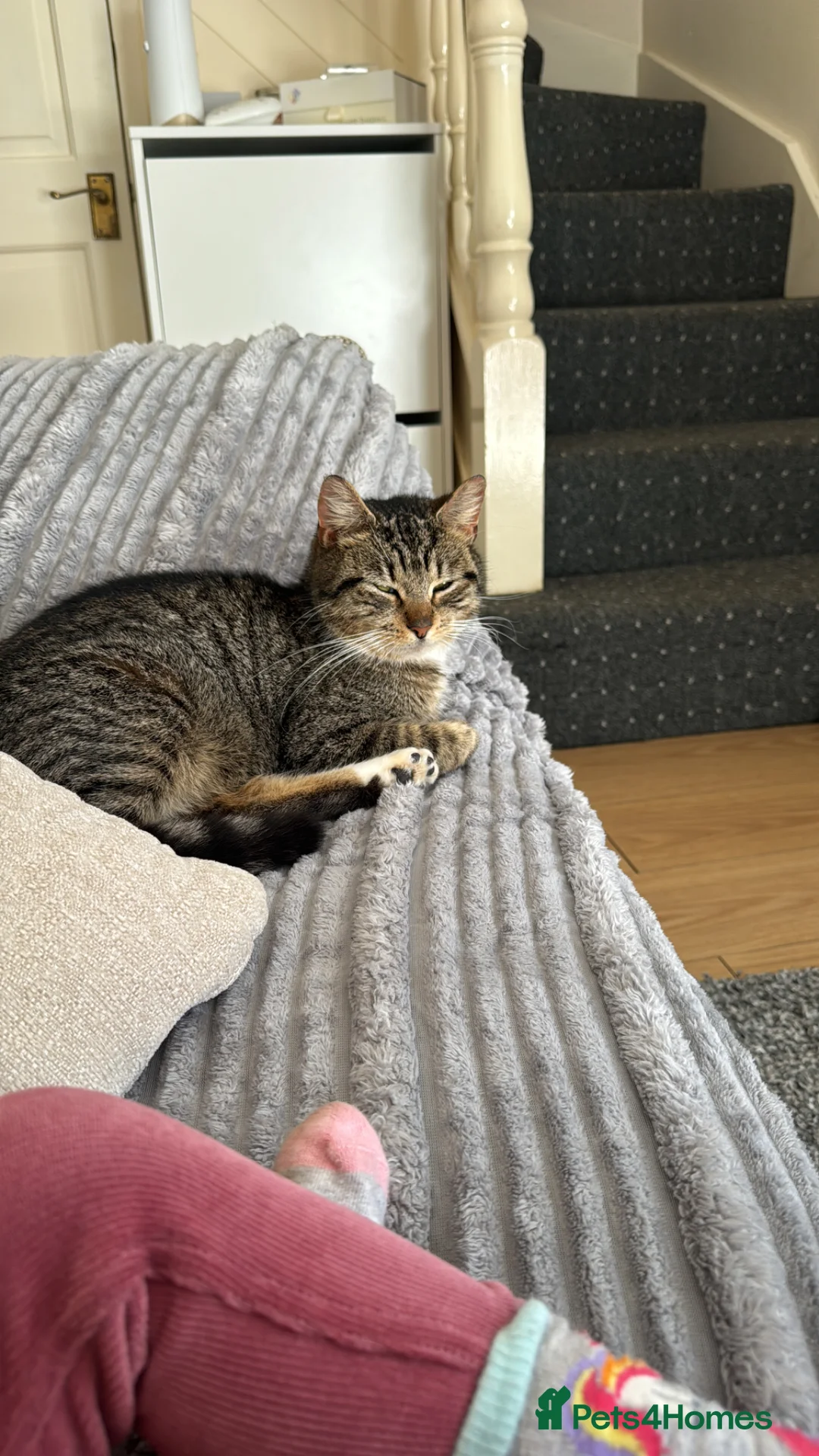 British Shorthair cats for sale: 2 kittens and 1 mother for sale - Advert 1