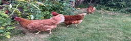 Chickens poultry for sale: Chickens for sale hens and rooster in London - Advert 2