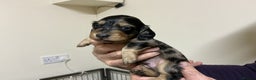 Miniature Dachshund dogs for sale: KC reg mini longhaired dachshund pups - Advert 26