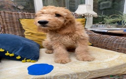Irish Doodle dogs for sale: F1 Standard Irish Doodle Puppies  - Image 9