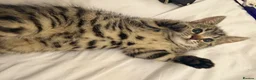 Mixed Breed cats for sale: Kittens  - Advert 3