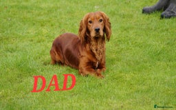 Cocker Spaniel dogs for sale: KC REGISTERED WORKING COCKERS - Image 3