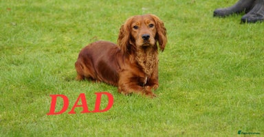 Cocker Spaniel dogs - Advert 4