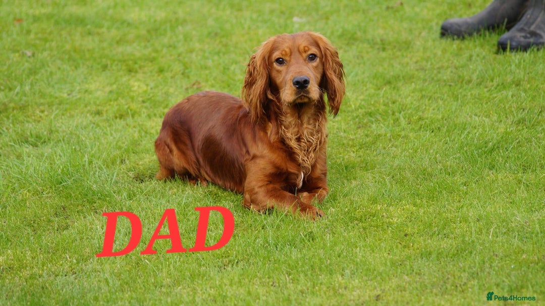 Cocker Spaniel dogs for sale: KC REGISTERED WORKING COCKERS - Image 3