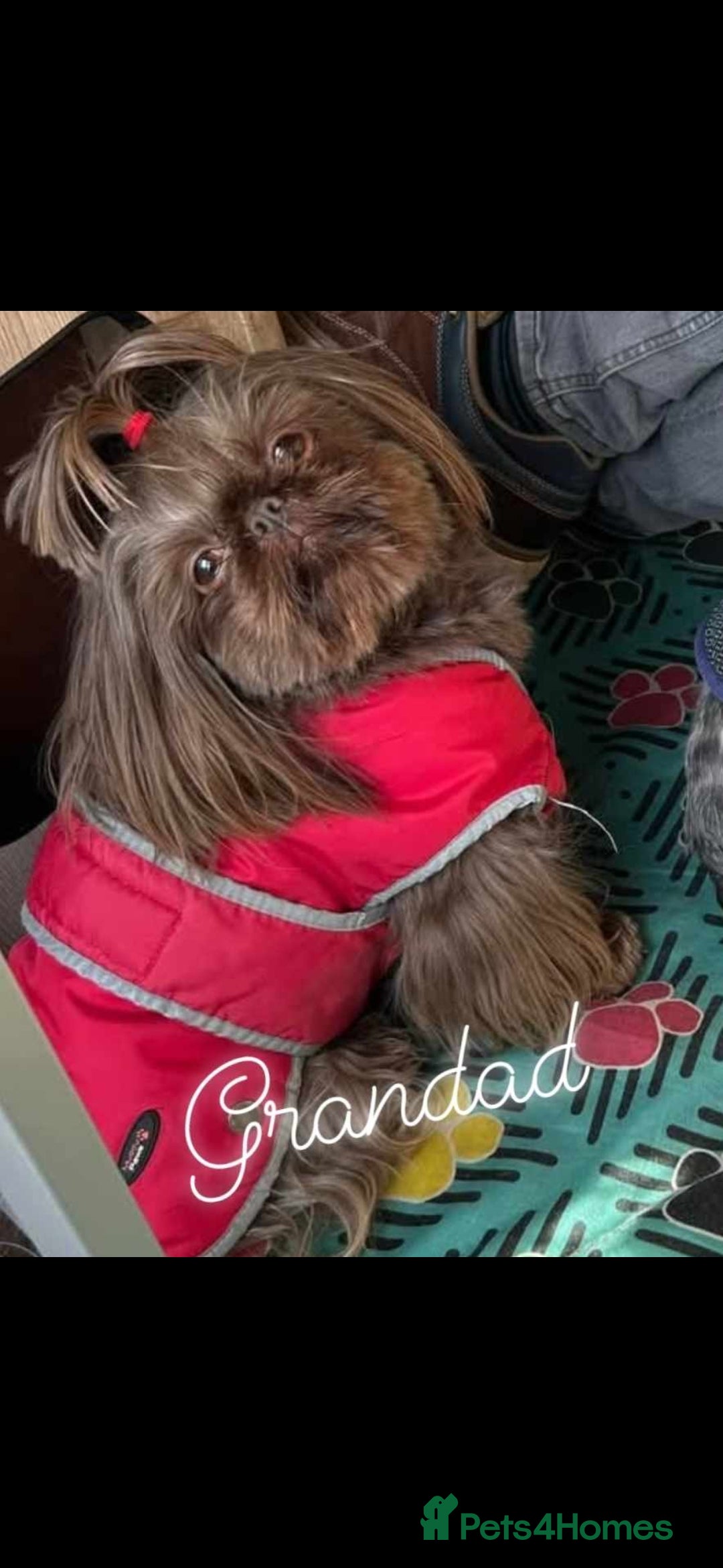 Shih Tzu dogs for sale: Imperial Shih Tzu- 1 beautiful girl❤️  - Advert 30