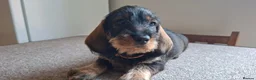 Dachshund dogs for sale: Standard wire haired dachshund puppies. in Canvey Island - Advert 2