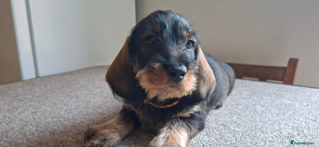 Dachshund dogs for sale: Standard wire haired dachshund puppies. in Canvey Island - Advert 2