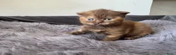 British Shorthair cats for sale: British shorthair kittens  - Advert 7