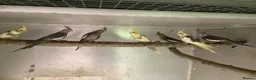 Cockatiels birds for sale: 2026 Young cockatiels  - Advert 5