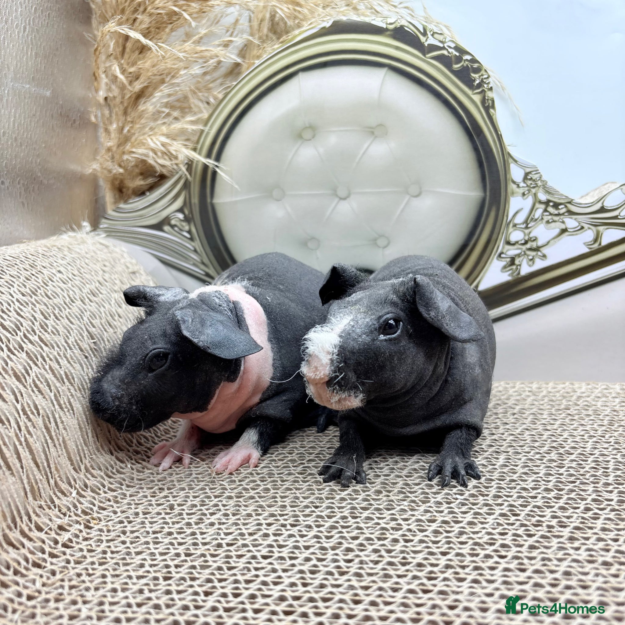 Guinea Pig rodents MULTIPLE SKINNY BOYS AVAILABLE 🩵💫 - Advert 2