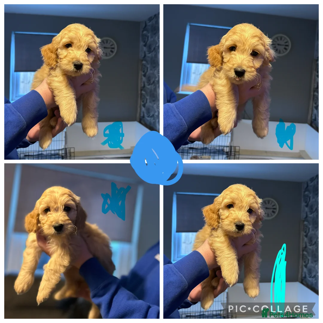 Goldendoodle dogs for sale: 2 girls left. F1 mini Goldendoodles - Advert 5